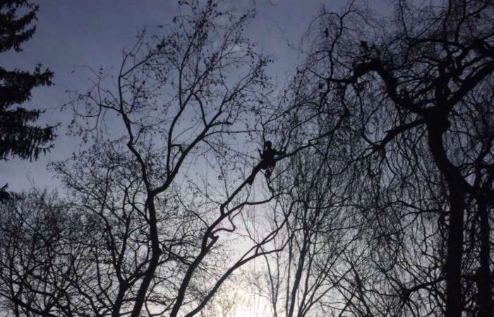 Potatura di un platano a Mozzate (Co) in tree climbing