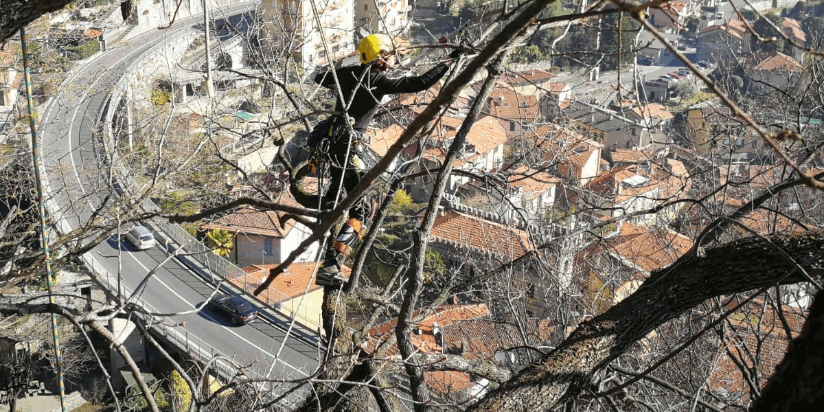 Tree climber durante una potatura